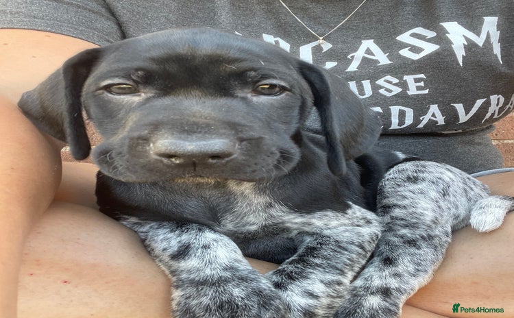 German Shorthaired Pointer dogs - Advert 14