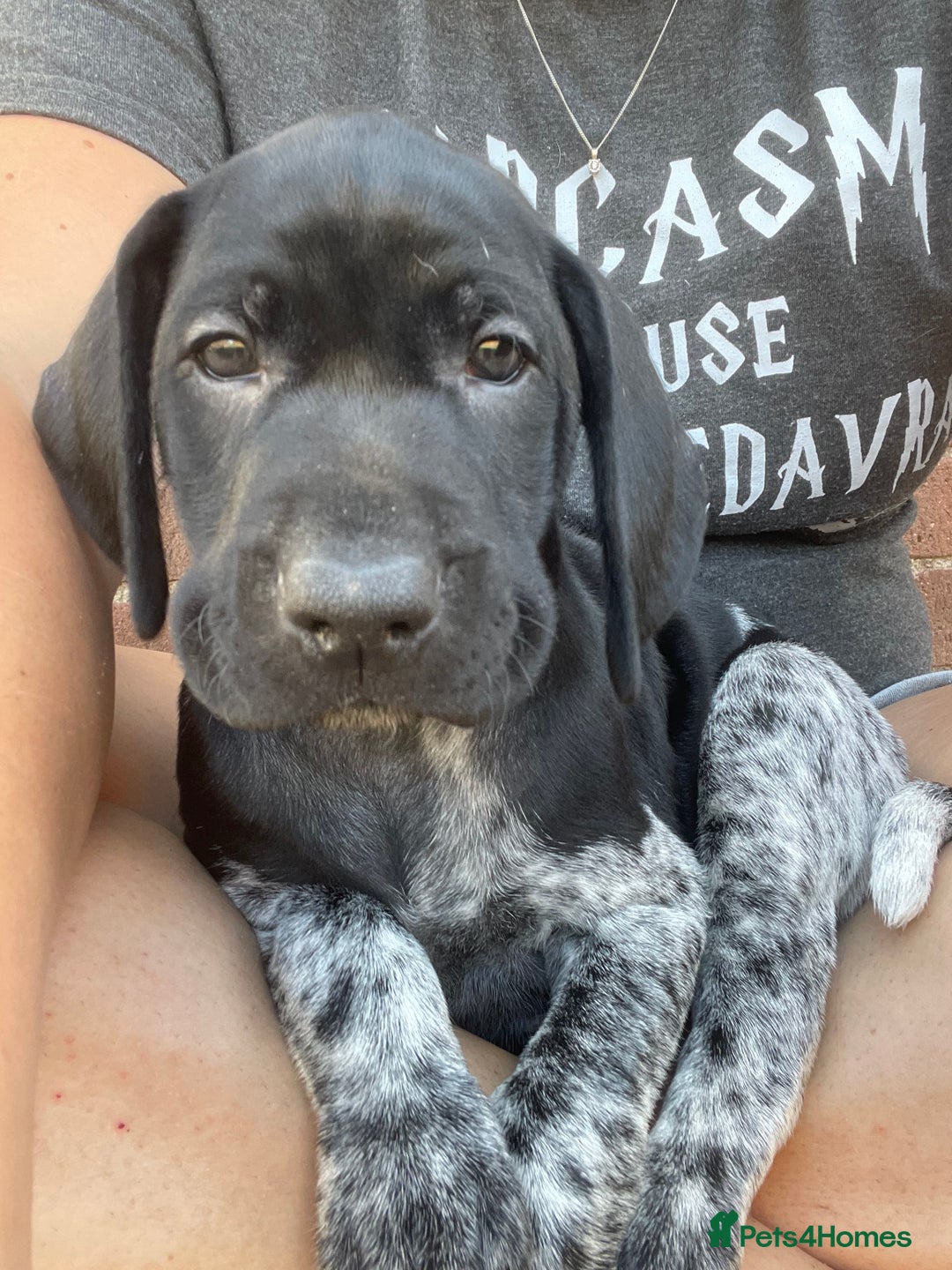 German Shorthaired Pointer dogs for sale: German Shorthaired Pointer Puppies - Image 4