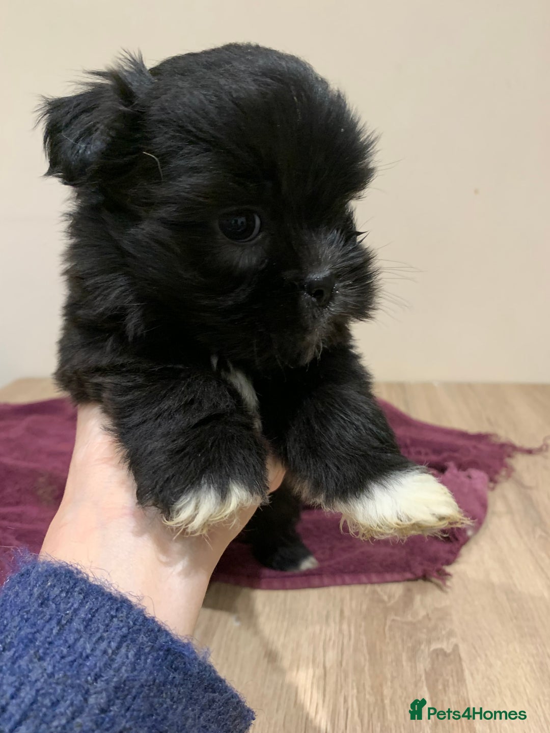 Lhasa Apso dogs for sale: Adorable Lhasa Apso puppies for sale - Advert 12