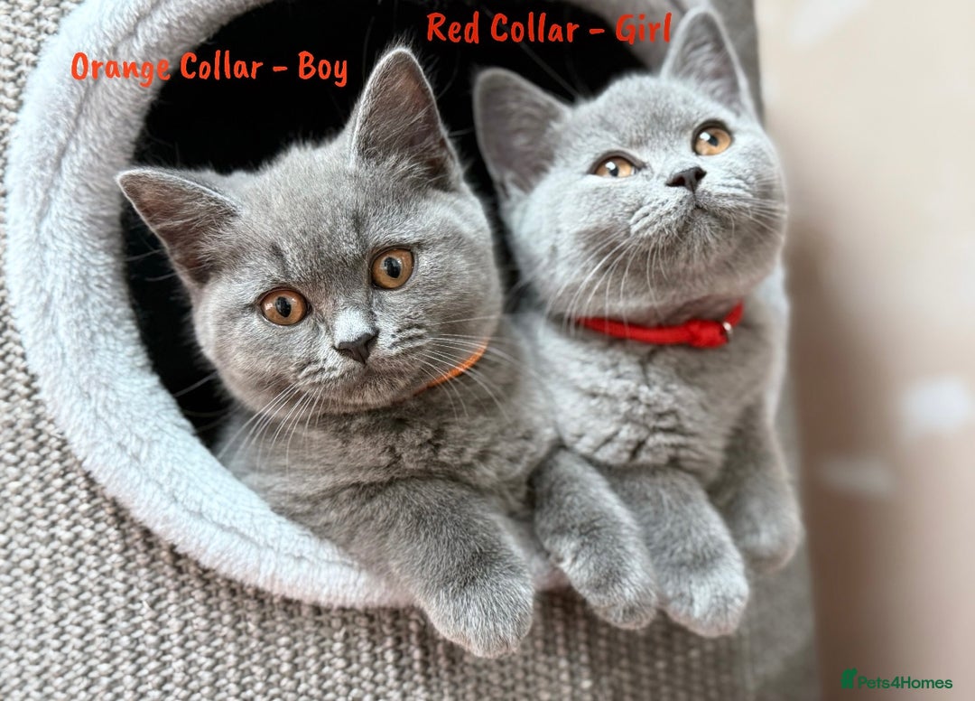 British Shorthair cats for sale: 🐾 Champion Line Blue BSH Kittens GCCF Active 🐾  - Image 25