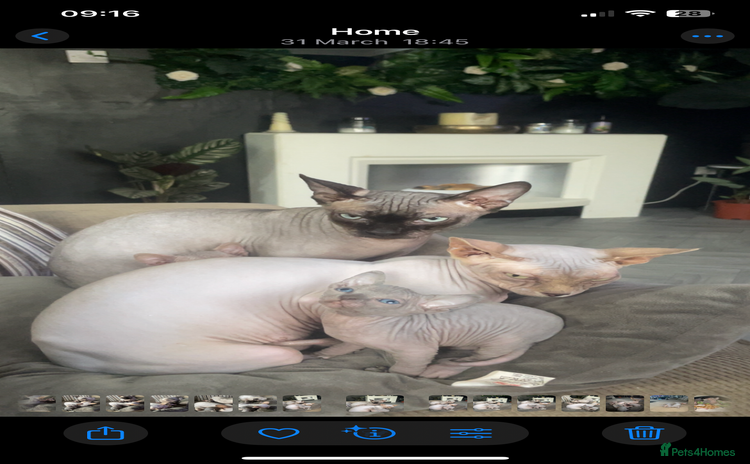 Sphynx cats - Advert 3