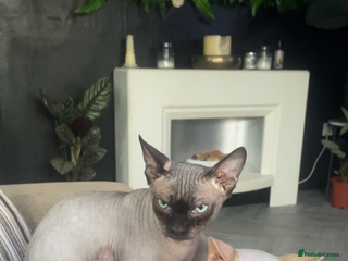 Sphynx cats - Advert 1