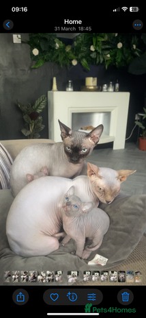 Sphynx cats - Advert 1