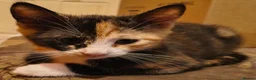 Domestic Shorthair cats for sale: 5 beautiful lovely kittens 🐾🐾 in Boston - Advert 30