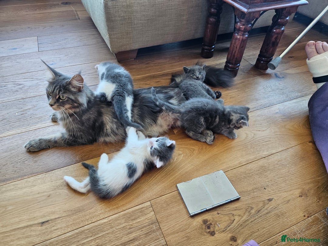 Maine Coon cats for sale: Adorable Maine Coon cross litter for sale - Advert 29