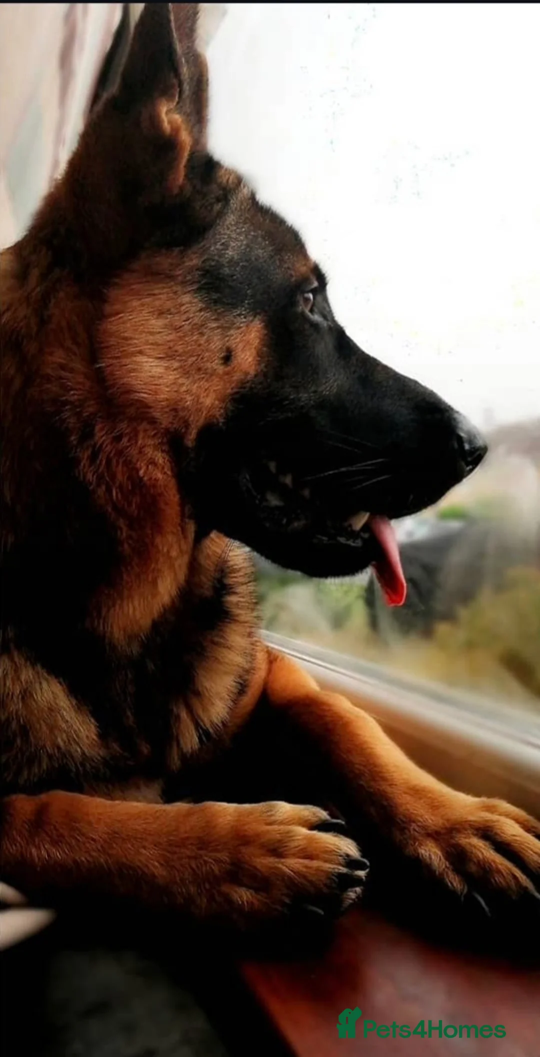 German Shepherd dogs for sale: Adult German Shepherd in need of a loving home♡ - Advert 6