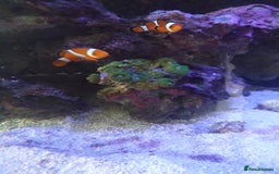Other/Mixed Breed fish for sale: Clowns, yellow damsels and soft corals - Image 3