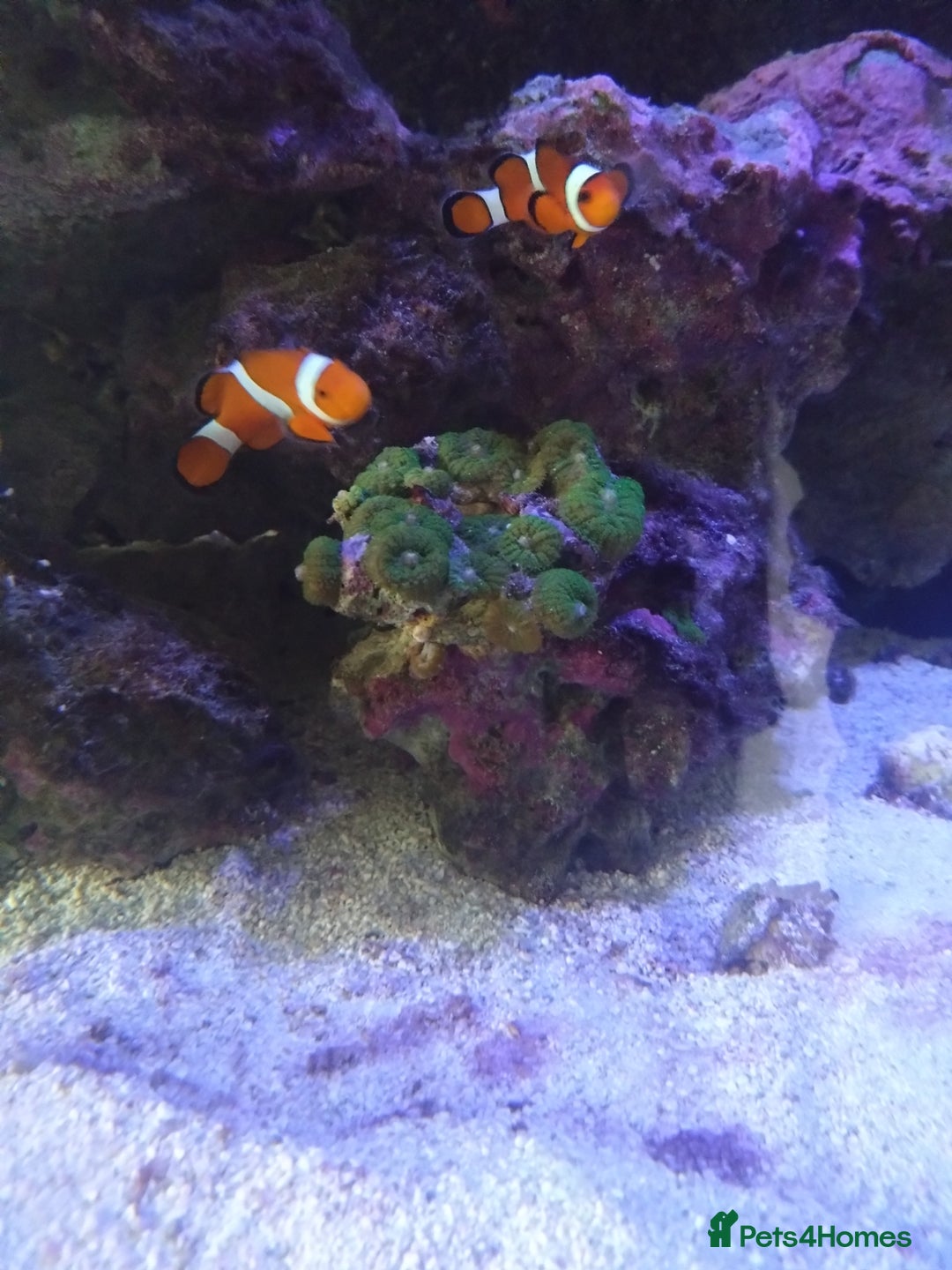 Other/Mixed Breed fish for sale: Clowns, yellow damsels and soft corals - Image 3