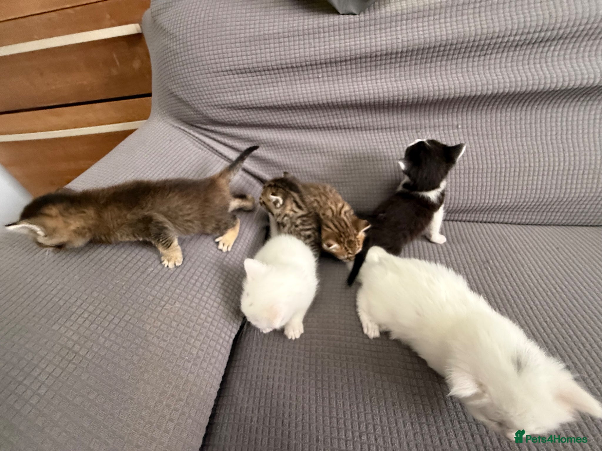 Mixed Breed cats for sale: Beautiful little kittens for sale - Advert 4