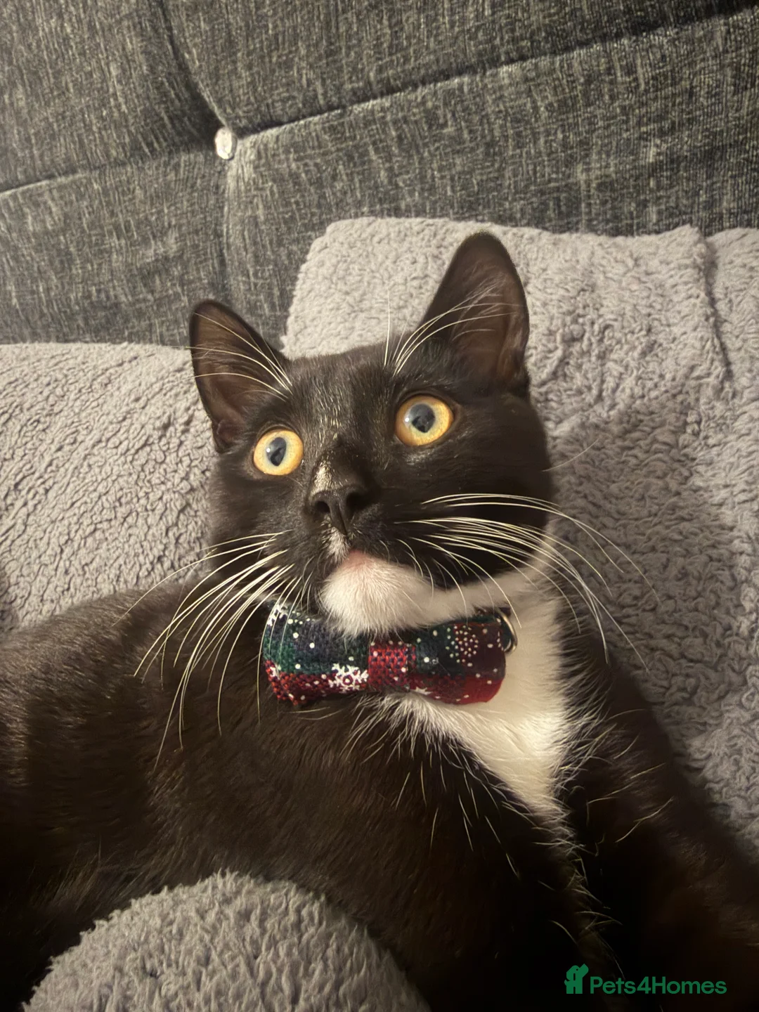 British Shorthair cats for sale: Beautiful Boy for Adoption - Advert 4