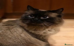 Ragdoll cats for sale: Sensitive Ragdoll Cross Needs a Forever Family - Image 7