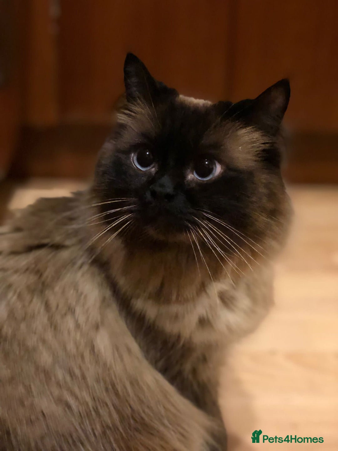 Ragdoll cats for sale: Sensitive Ragdoll Cross Needs a Forever Family - Image 7
