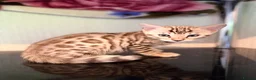 Bengal cats for sale: TICA, GCCF Champion Bloodline Bengal Kittens in London - Advert 35