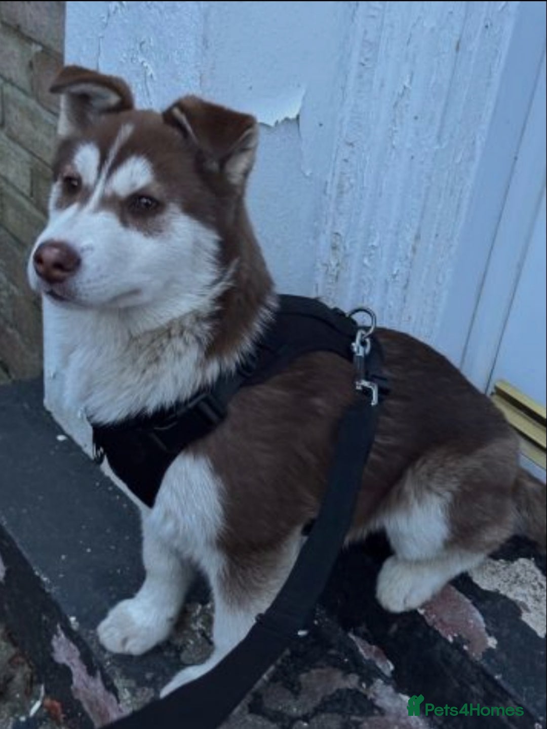 Siberian Husky dogs for sale: Siberian husky - Advert 1