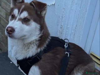 Siberian Husky dogs Siberian husky - Advert 1