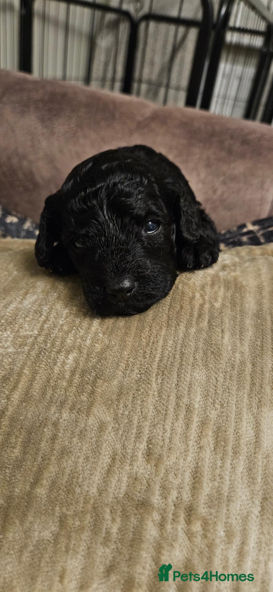 Miniature Poodle dogs Miniature Poodle Puppies - Advert 17
