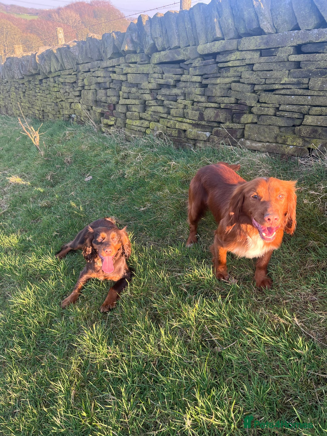 Cocker Spaniel dogs for sale: KC REG Outstanding pedigree Working Cocker Spaniel - Image 14