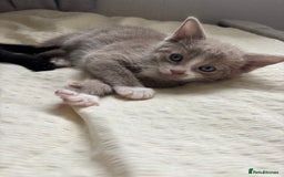 Russian Blue cats for sale: Beautiful kittens for loving homes  - Image 4