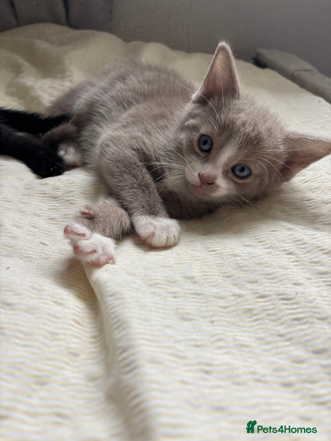 Russian Blue cats for sale: Beautiful kittens for loving homes  - Image 4