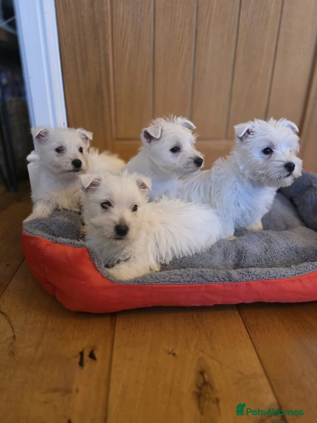 West Highland Terrier dogs for sale: Beautiful West Highland Puppies - Advert 2