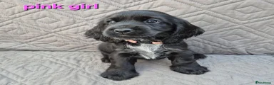 Cocker Spaniel 6
