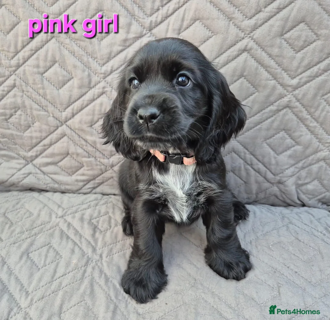 Cocker Spaniel dogs for sale: Gorgeous show cocker spaniel puppies  - Advert 2
