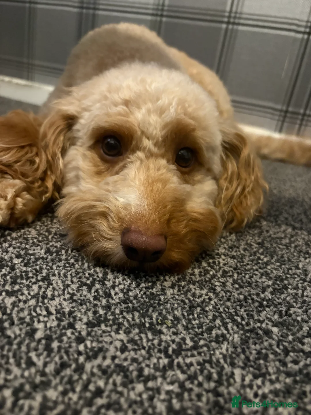 Cockapoo dogs for sale: 2 year old cockapoo  in Wolverhampton - Advert 2