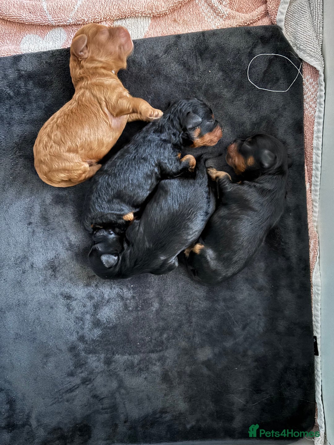 Cavapoochon dogs for sale: Toy Cavapoochons F1B - Advert 2