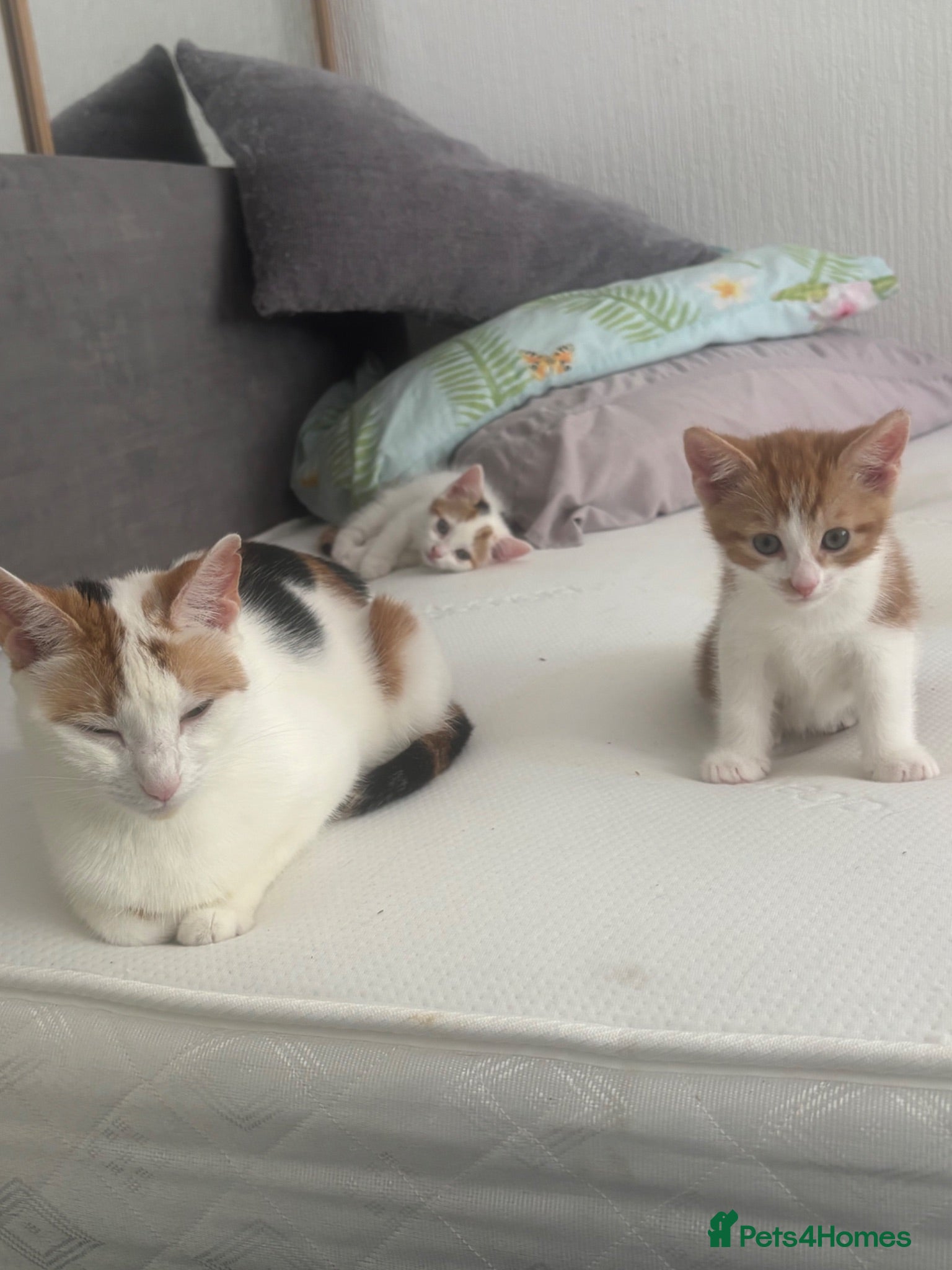 Mixed Breed cats Kittens for sale - Advert 1