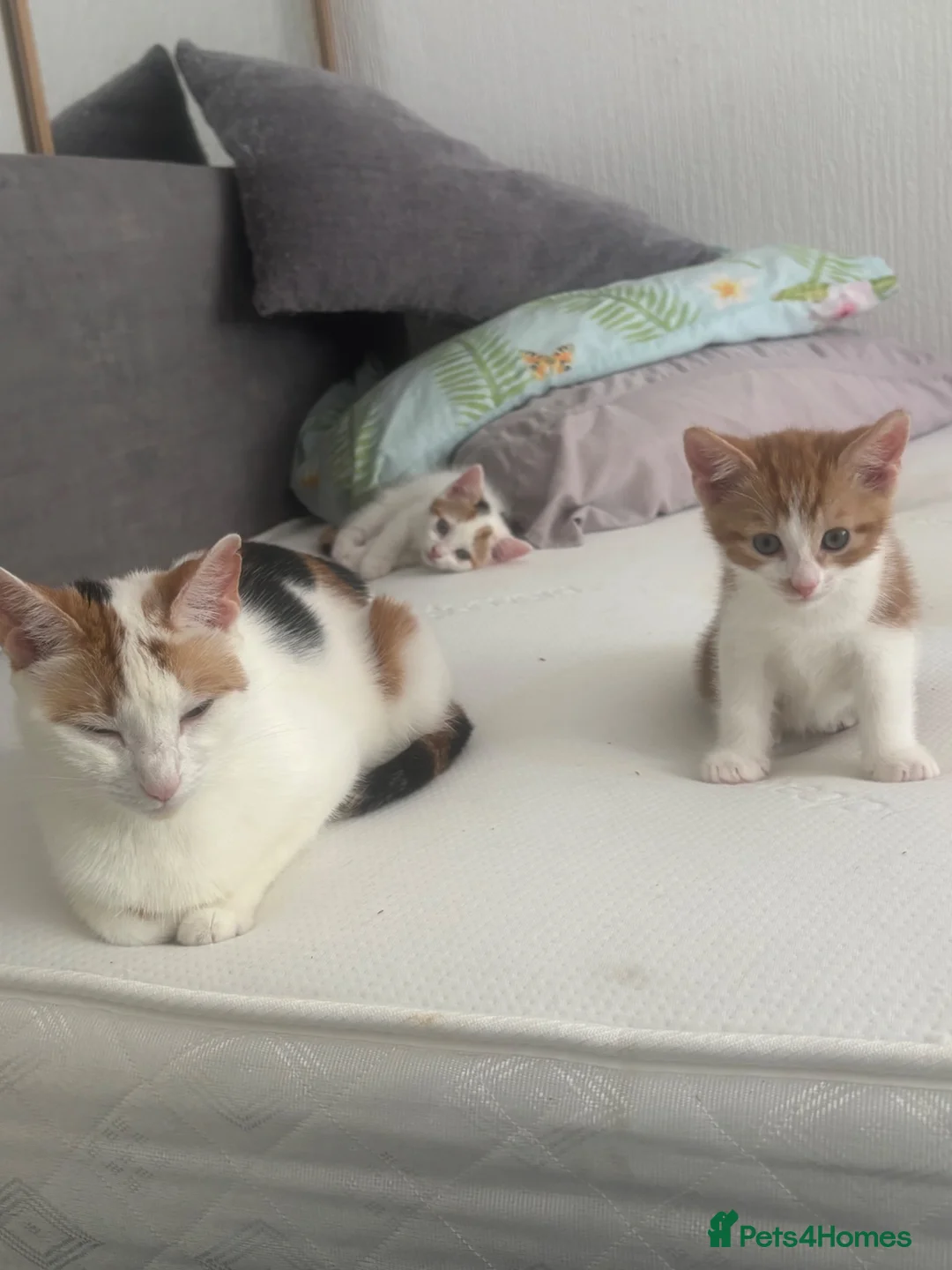 Mixed Breed cats for sale: Kittens for sale in Blackburn - Advert 1