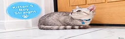 Scottish Fold cats for sale: 🐾 Beautiful Scottish Fold & Scottish Straight🐾 - Advert 12