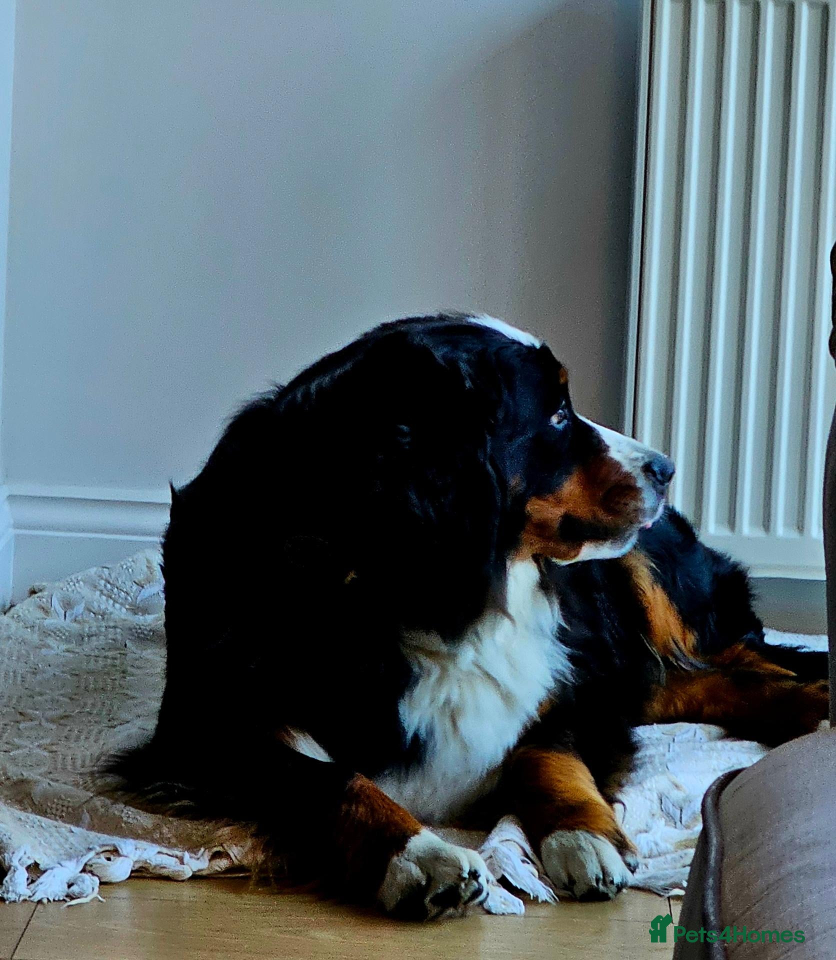 Bernese Mountain Dog dogs 🐾 Seven Beautiful Bernese Mountain Dog Puppies. - Advert 1