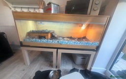 Tortoise reptiles for sale: Horse-field tortoise - BOLTON - Image 5