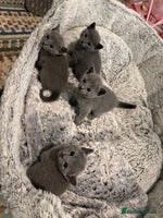 Russian Blue cats Adorable Pedigree Russian Blue Kittens For Sale - Advert 3