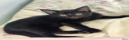 Aegean cats for sale: Adorable black kitten - Advert 5