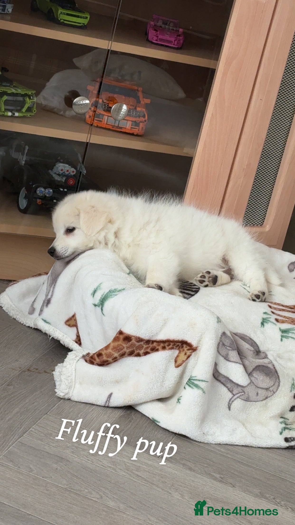 Japanese Spitz dogs Suki 10 weeks old needs to be re homed asap  - Advert 1