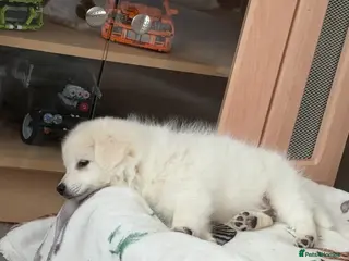 Japanese Spitz dogs Suki 10 weeks old needs to be re homed asap - Advert 6