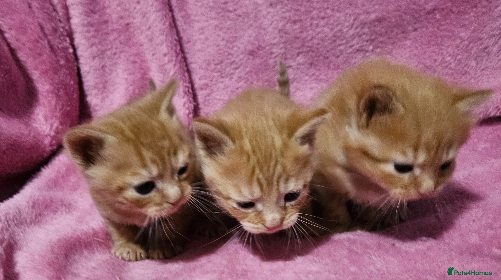 Mixed Breed cats Persain X Domestic - Scottish fold  - Advert 16