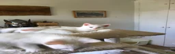 Domestic Shorthair cats for sale: Beautiful odd eyed pure white kitten - Advert 3