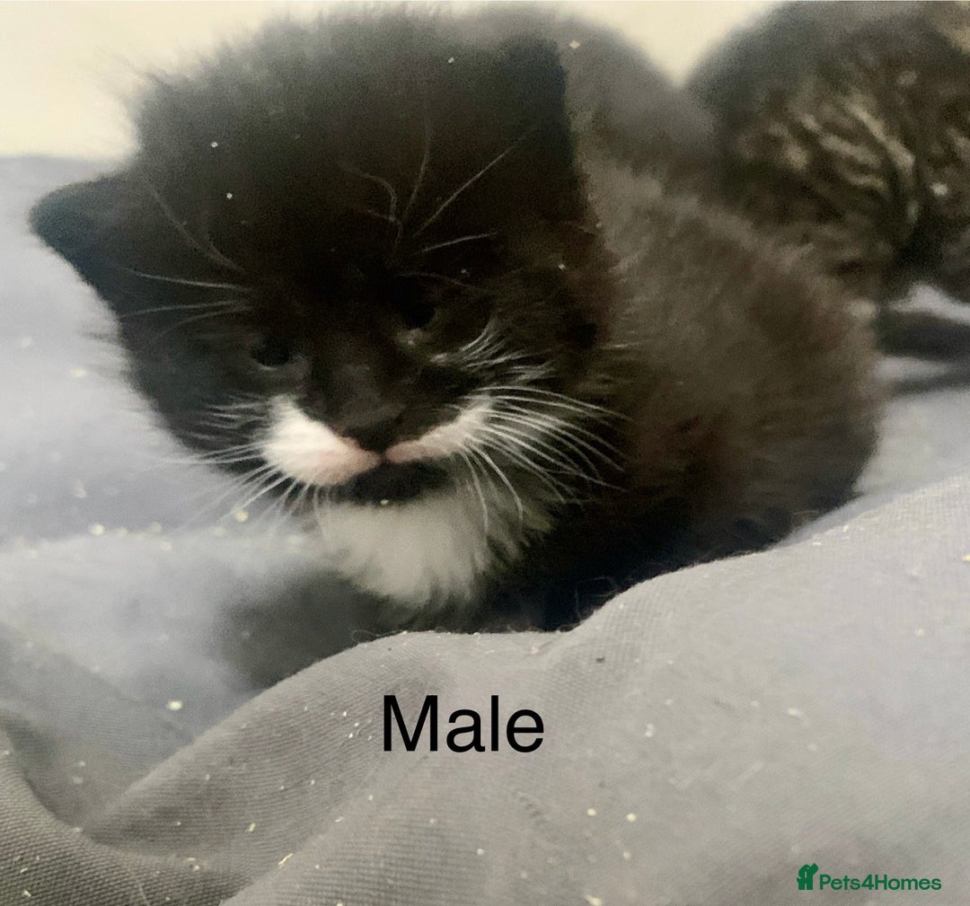 Mixed Breed cats for sale: Stunning kittens - Advert 3