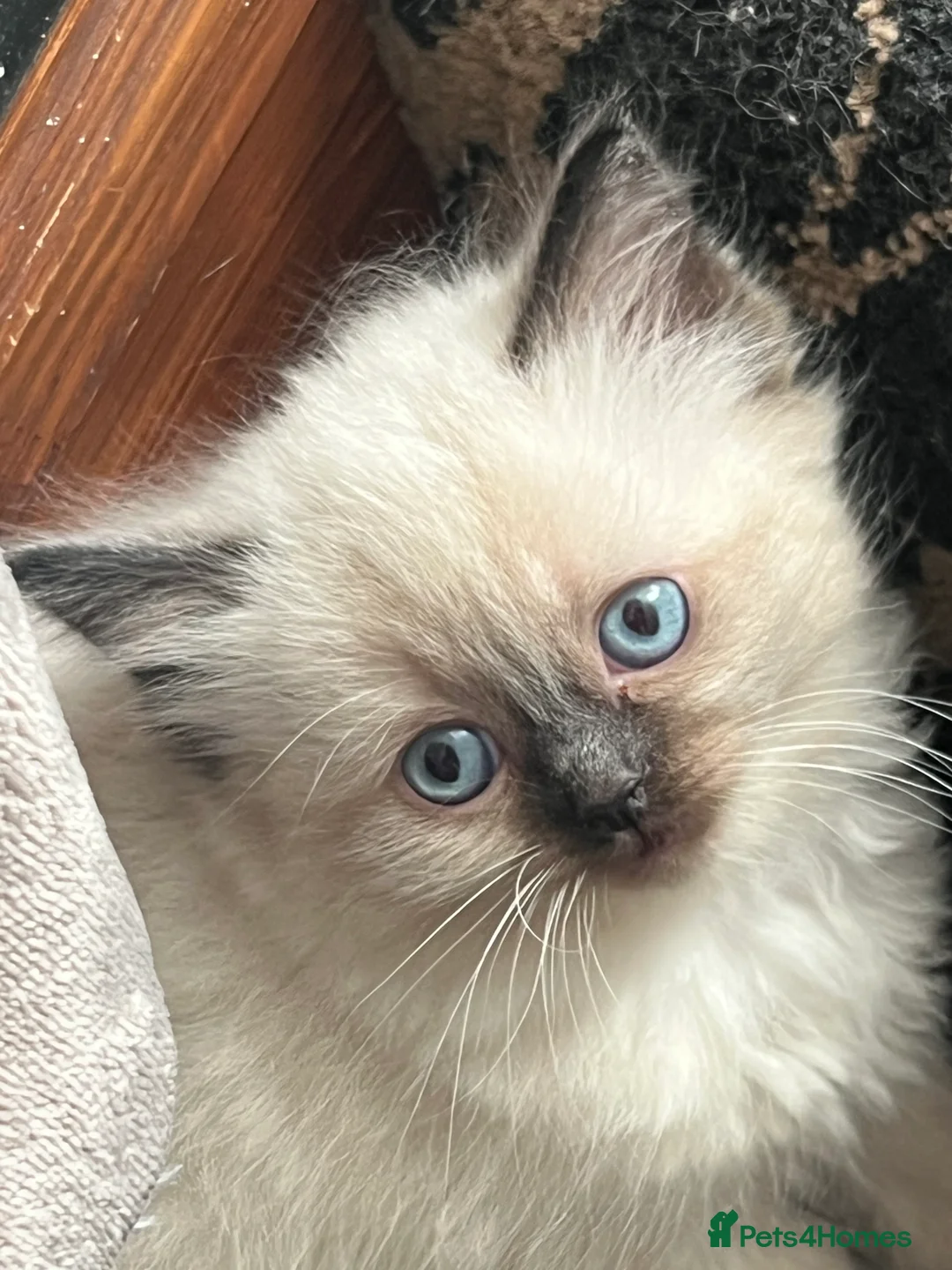 Ragdoll cats for sale: Ragdoll Kittens, with Free insurance. Last one  - Advert 1