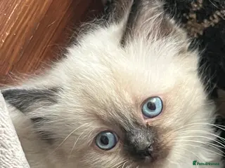 Ragdoll cats Ragdoll Kittens, with Free insurance - Advert 11