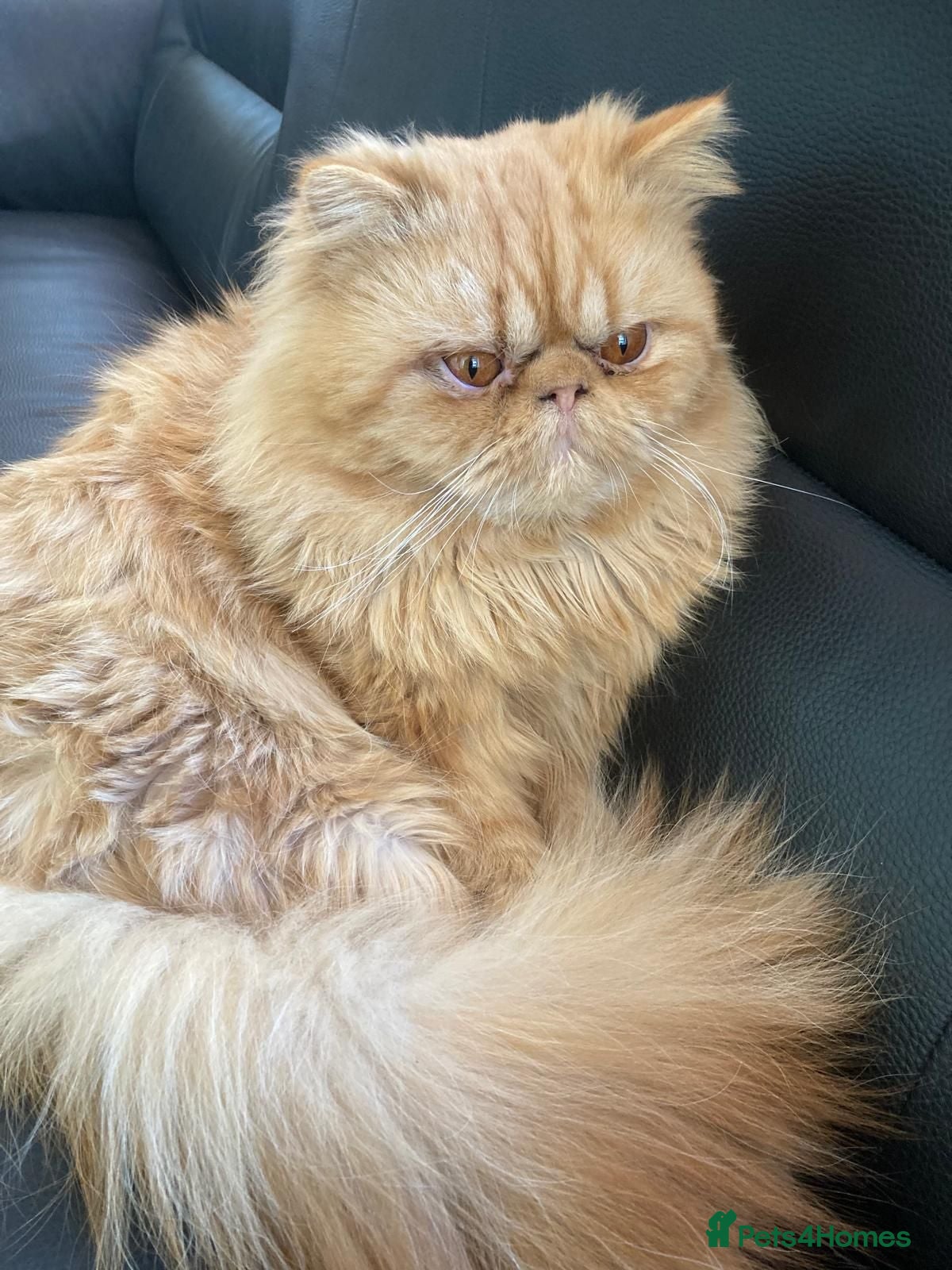 Persian cats Stunning Pure Ginger Persian Male Cat - Advert 1