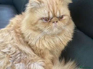 Persian cats Stunning Pure Ginger Persian Male Cat - Advert 16