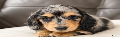 Miniature Dachshund 3