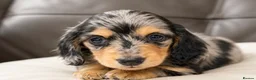 Miniature Dachshund dogs for sale: Stunning Silver Dapple Long Haired Dachshund Pups - Advert 6