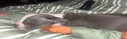 Staffordshire Bull Terrier dogs for sale: Staff in Gloucester - Advert 3