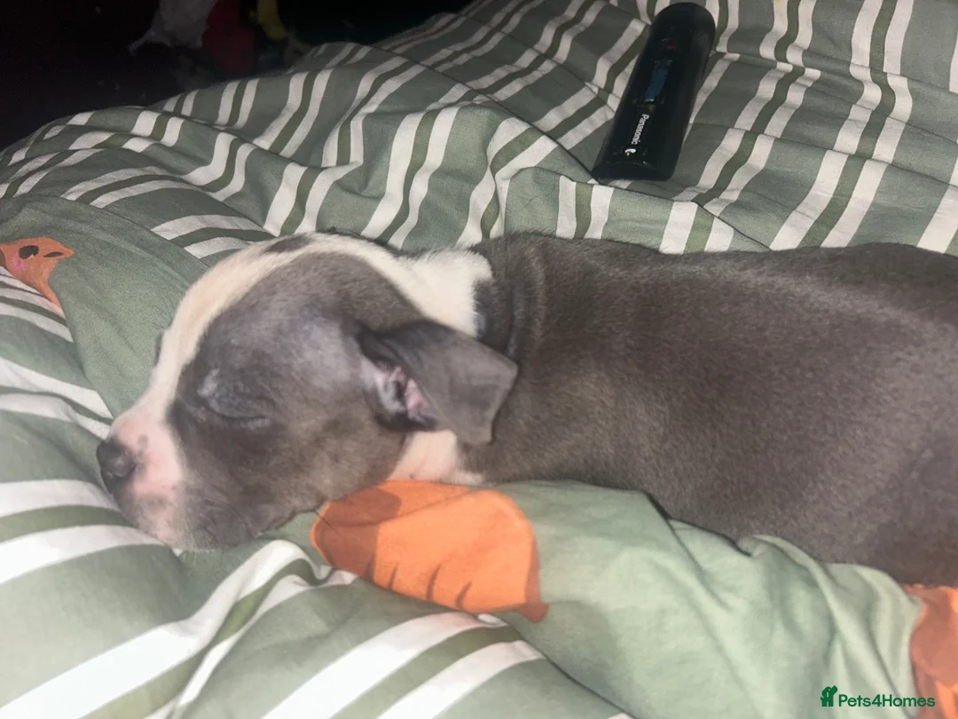 Staffordshire Bull Terrier dogs for sale: Staff in Gloucester - Advert 3
