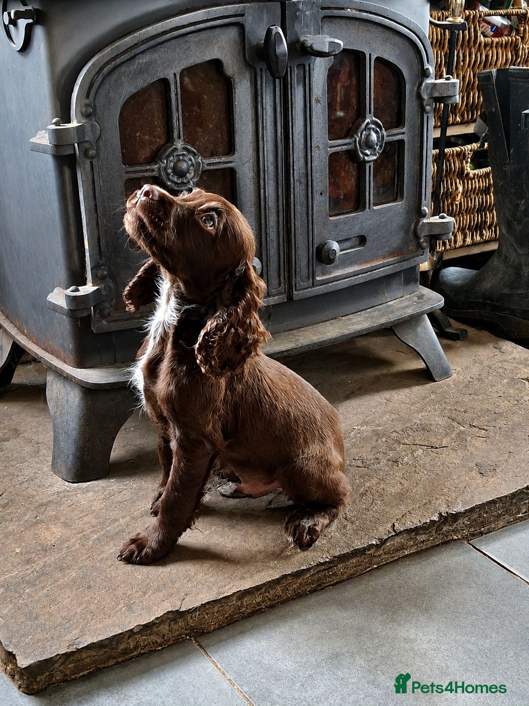 Sprocker dogs 🌟 Fully Health Tested Sprocker Spaniel Puppies🌟 - Advert 1