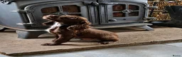 Sprocker dogs for sale: 🌟 Fully Health Tested Sprocker Spaniel Puppies🌟 - Advert 1